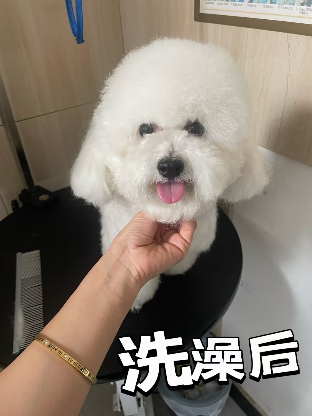 洗护美容 