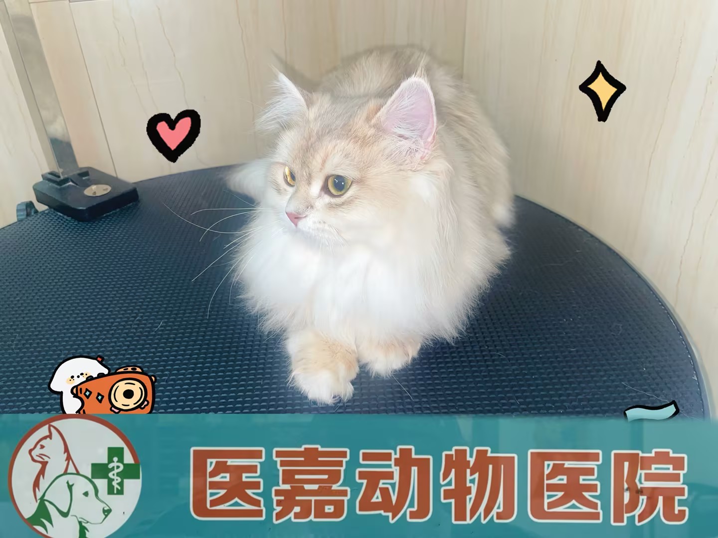 洗护美容 