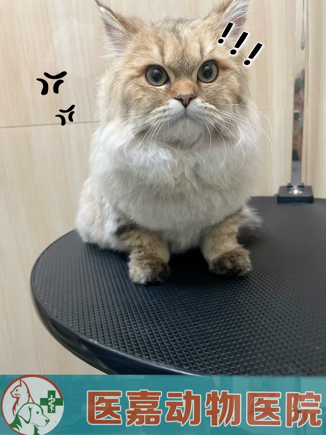 洗护美容 