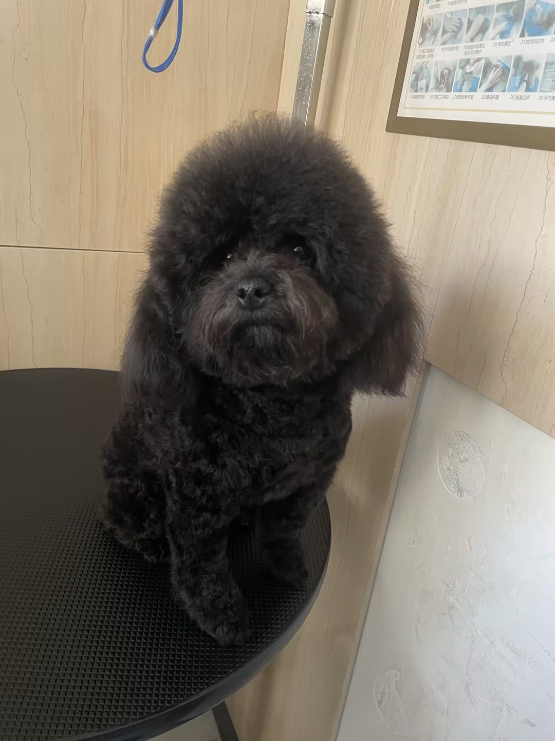 洗护美容 