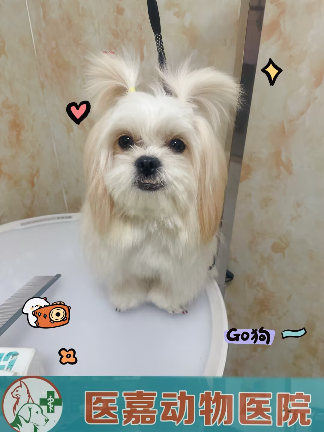 洗护美容 