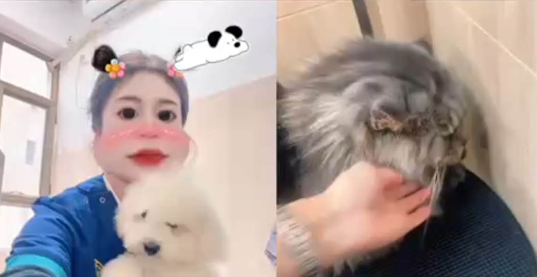洗护美容