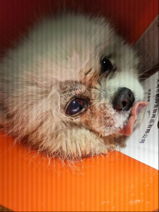 眼球脱出