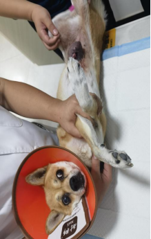 老年犬乳腺肿瘤破溃