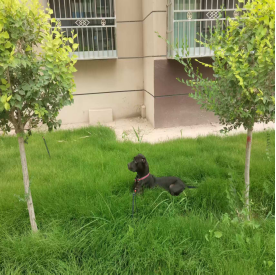 双甲脒中毒案例
