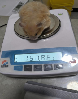 金丝熊子宫蓄脓 下颌囊肿